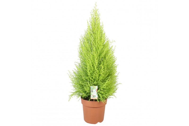 Cupressus macr. goldcrest wilma 