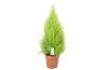 Cupressus macr. goldcrest wilma