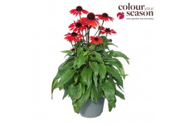 Echinacea mooodz devotion Echinacea Mooodz Devotion P19