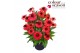 Echinacea mooodz devotion Echinacea Mooodz Devotion P19 