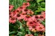 Echinacea mooodz devotion Echinacea Mooodz Devotion P19 