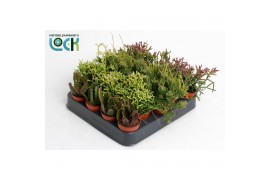 Rhipsalis Rhipsalis mix