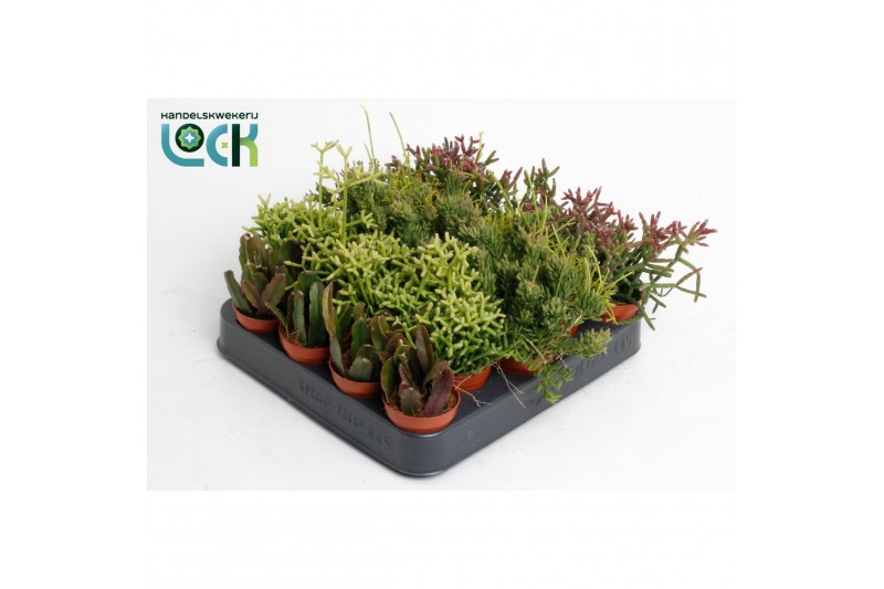 Rhipsalis Rhipsalis mix 