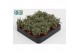Rhipsalis baccifera subsp. horrida Rhipsalis Baccifera Horrida 