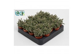 Rhipsalis baccifera subsp. horrida Rhipsalis Baccifera Horrida