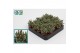 Rhipsalis baccifera subsp. horrida Rhipsalis Baccifera Horrida 