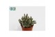 Rhipsalis baccifera subsp. horrida Rhipsalis Baccifera Horrida 