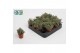 Rhipsalis baccifera subsp. horrida Rhipsalis Baccifera Horrida 