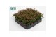 Rhipsalis burchellii 