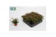 Rhipsalis burchellii 