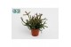 Rhipsalis burchellii 