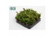 Rhipsalis mesembryanthemoides 
