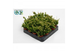 Rhipsalis mesembryanthemoides