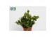 Rhipsalis mesembryanthemoides 