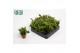 Rhipsalis mesembryanthemoides 