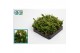 Rhipsalis mesembryanthemoides 