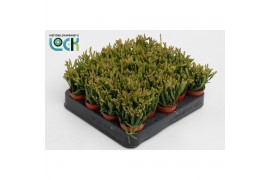 Rhipsalis ewaldiana