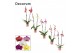 Phalaenopsis mix 2 tak, 16+ bloem - 60/65cm - Decorum 