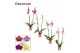 Phalaenopsis mix 2 tak, 16+ bloem - 60/65cm - Decorum 