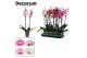 Phalaenopsis mix 2 tak, 18+ bloem - 70/75cm - Decorum 