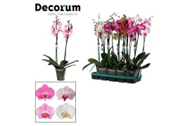 Phalaenopsis mix 2 tak, 18+ bloem - 70/75cm - Decorum
