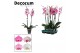 Phalaenopsis mix 2 tak, 18+ bloem - 70/75cm - Decorum 