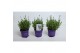 Lavandula angustifolia ardèche blue 