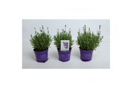 Lavandula angustifolia ardèche blue