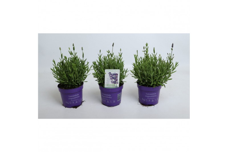 Lavandula angustifolia ardèche blue 
