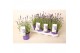 Lavandula angustifolia ardèche blue 
