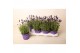 Lavandula angustifolia ardèche blue 