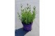 Lavandula angustifolia ardèche blue 