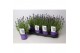 Lavandula angustifolia ardèche blue 