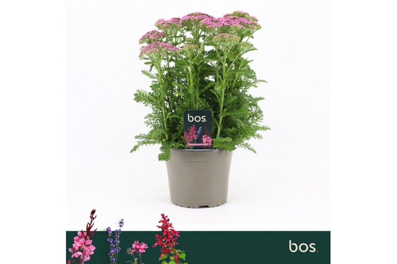 Achillea millefolium Achillea Millefolium, Milly Rock Pink Achillea millefolium Achillea Millefolium, Milly Rock Pink