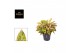 Aglaonema salmon fantasy 