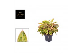 Aglaonema salmon fantasy