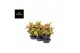 Aglaonema salmon fantasy 