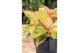Aglaonema salmon fantasy 