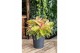 Aglaonema salmon fantasy 