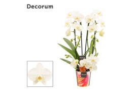 Phalaenopsis wit Phalaenopsis twirl wit (Decorum) 18 bl. 3 tak/plnt