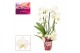Phalaenopsis wit Phalaenopsis twirl wit (Scenza) 18 bl. 3 tak/plnt 