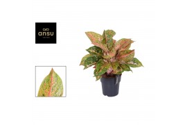 Aglaonema samba red