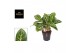 Aglaonema coco green 