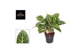 Aglaonema coco green