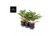 Aglaonema coco green 