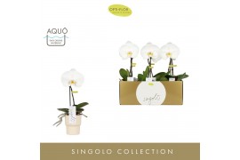 Phalaenopsis wit Singolo - Tosha - 1 bloem - Roxanne Sand