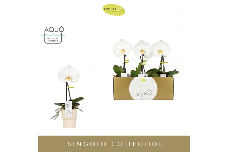 Phalaenopsis wit Singolo - Tosha - 1 bloem - Roxanne Sand 