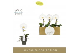 Phalaenopsis wit Singolo - Tosha - 1 bloem - Roxanne Dark Green