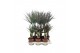 Dracaena mix 2pp - 30-15 - Mixtray 
