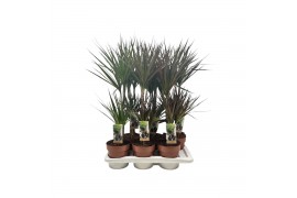 Dracaena mix 2pp - 30-15 - Mixtray